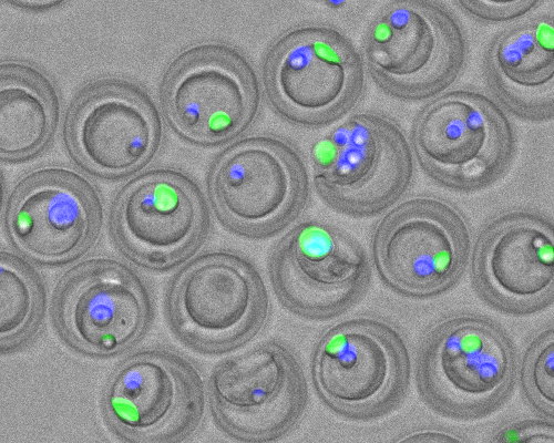 nanovials with multiple cells